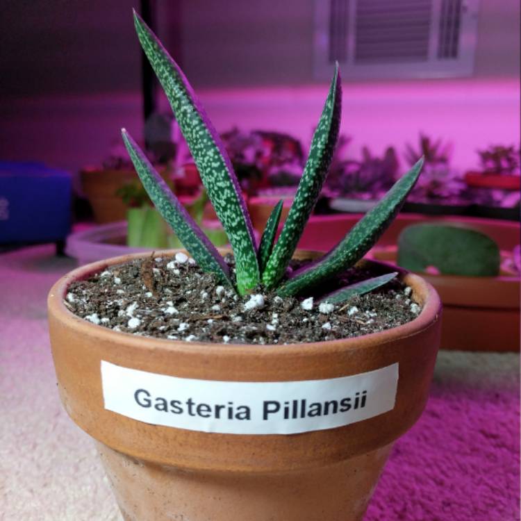 Plant image Gasteria pillansii var. pillansii (Mini)