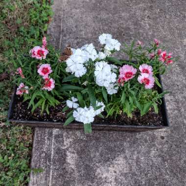 Sweet William