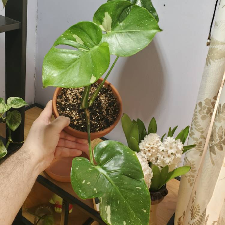 Plant image Monstera deliciosa 'Thai Constellation'