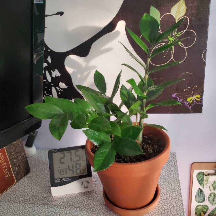 plant image 1235882