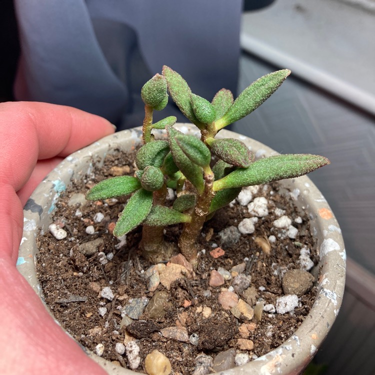 Plant image Adromischus Marianae var. Antidorcatum