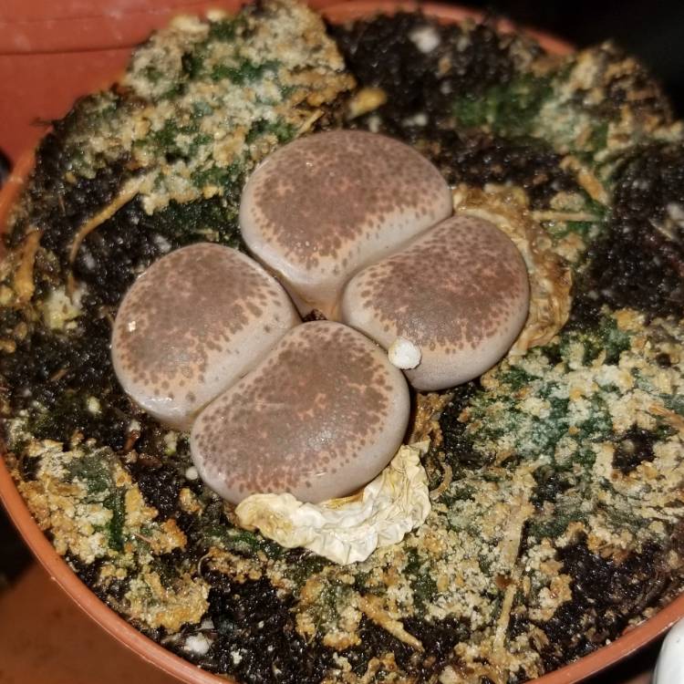 plant image 1593991