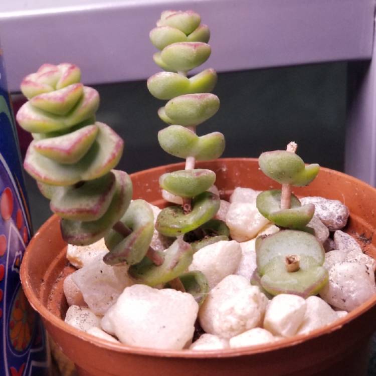 Plant image Crassula Baby's Necklace Variegated