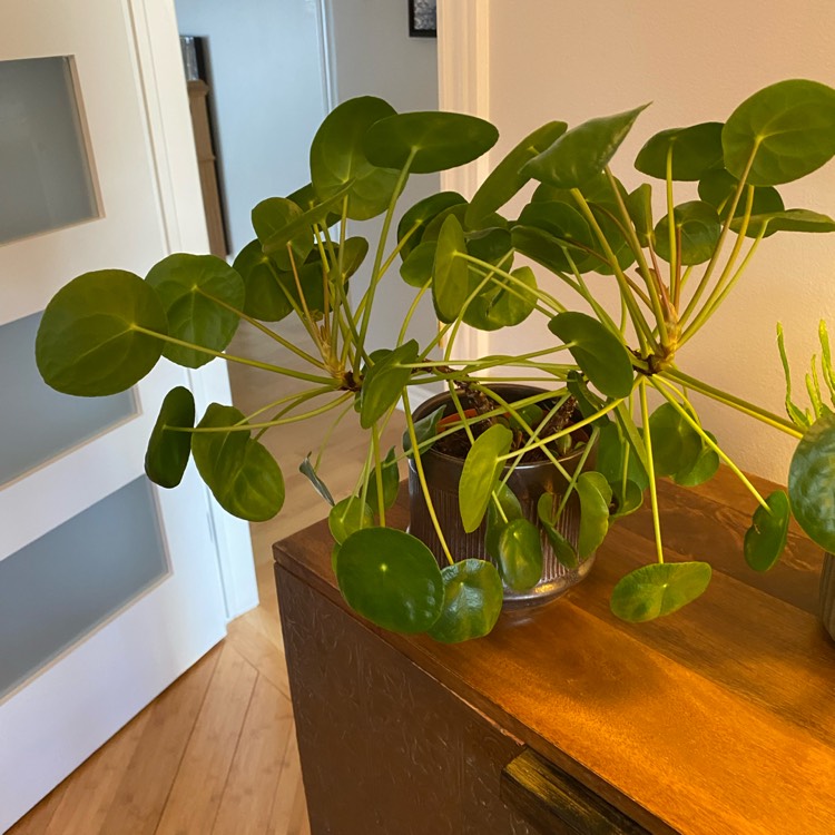 plant image 1578090