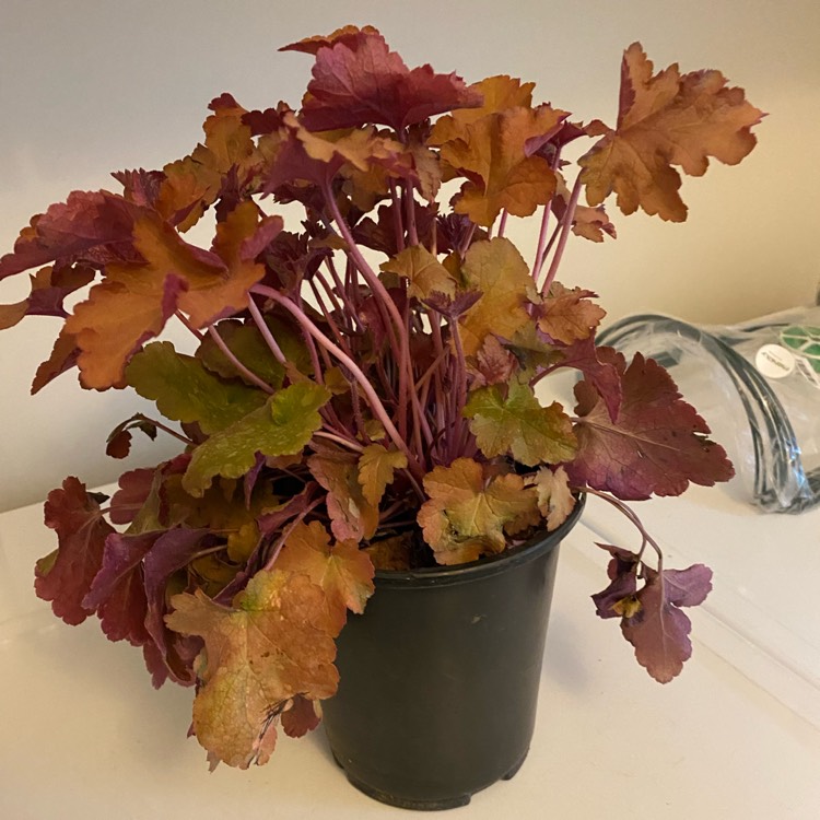 Plant image Heuchera 'Autumn Leaves'