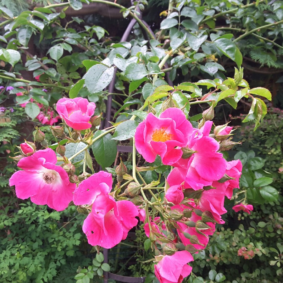 Plant image Rosa (Rambler)