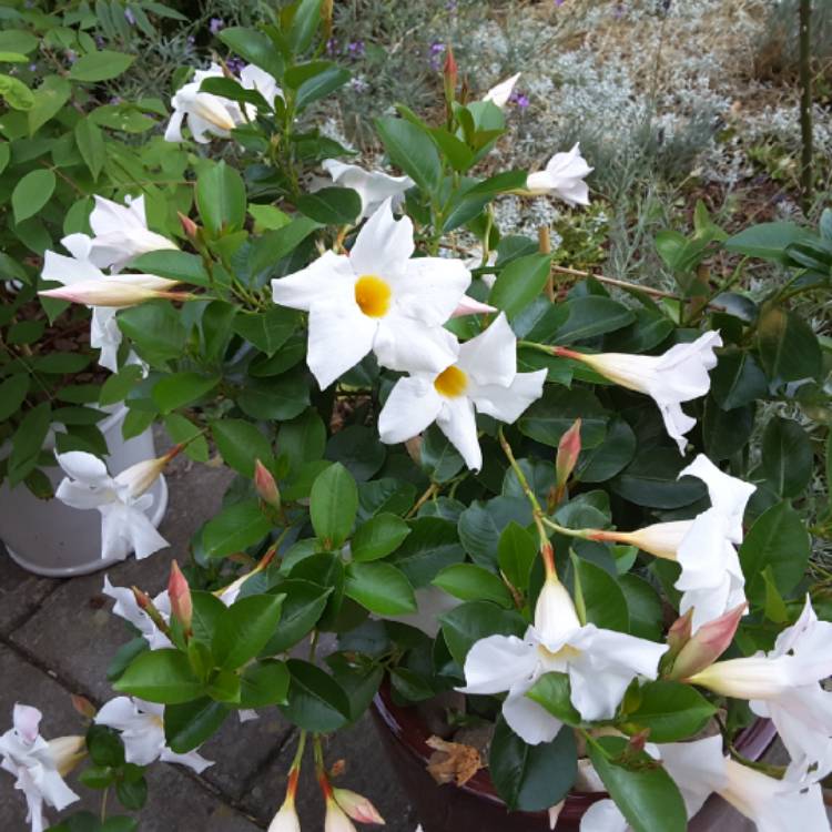 Plant image Mandevilla boliviensis syn. Dipladenia boliviensis