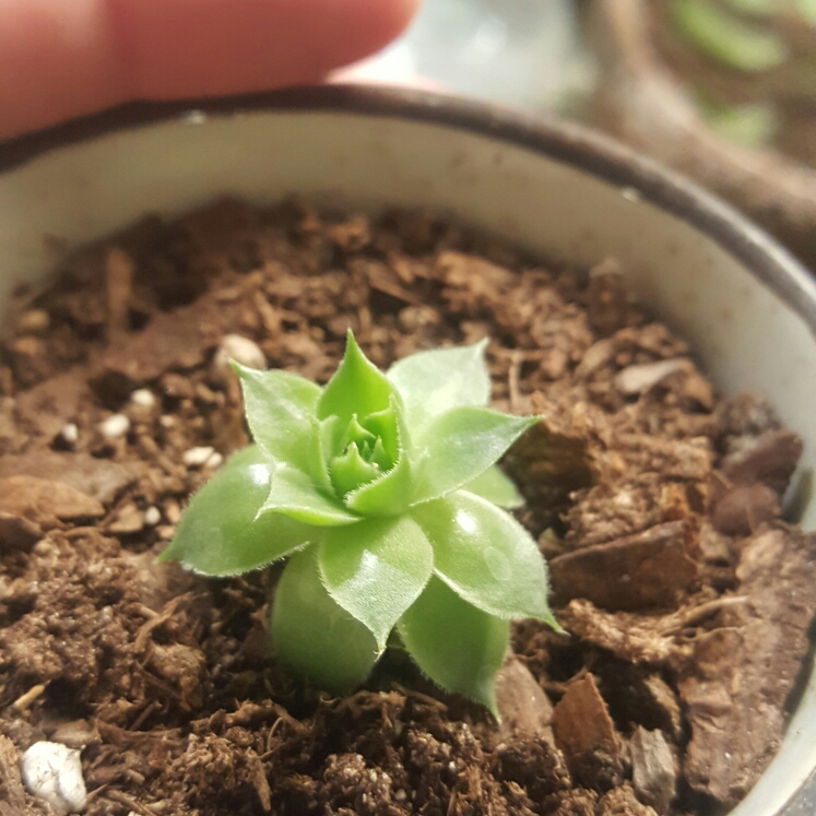 plant image 891203