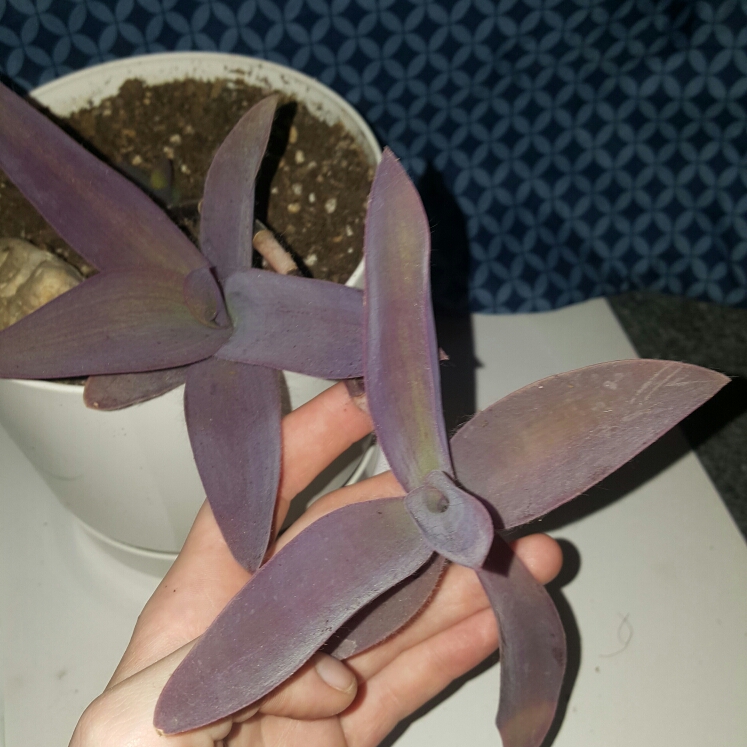plant image 891214