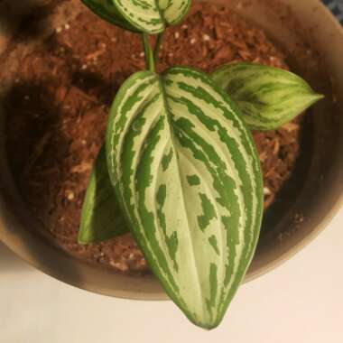 Chinese Evergreen 'Silver Queen'