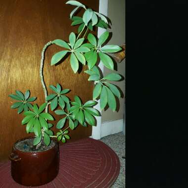 Dwarf Umbrella tree