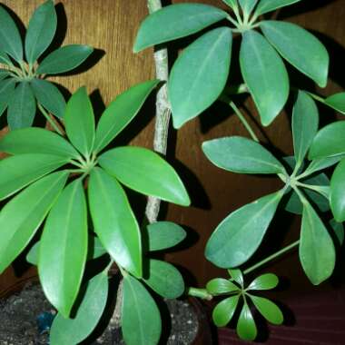 Dwarf Umbrella tree