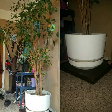 Weeping Fig 'Exotica'