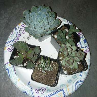 J +'s garden