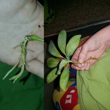 Dwarf Umbrella tree