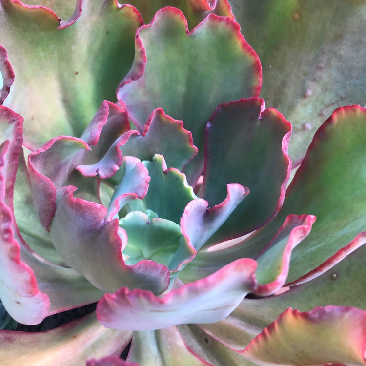 plant image 1000877 plant image 1000877