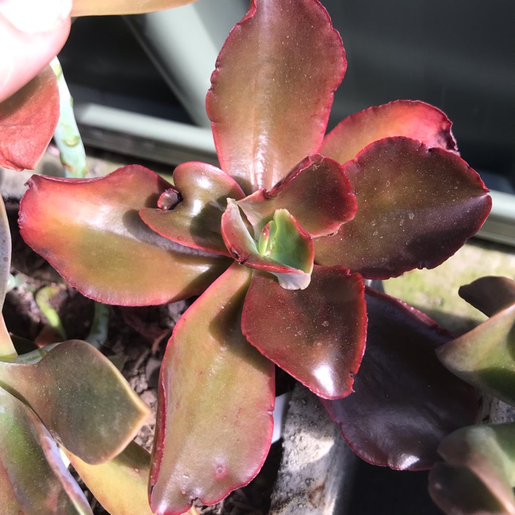 plant image 1000887