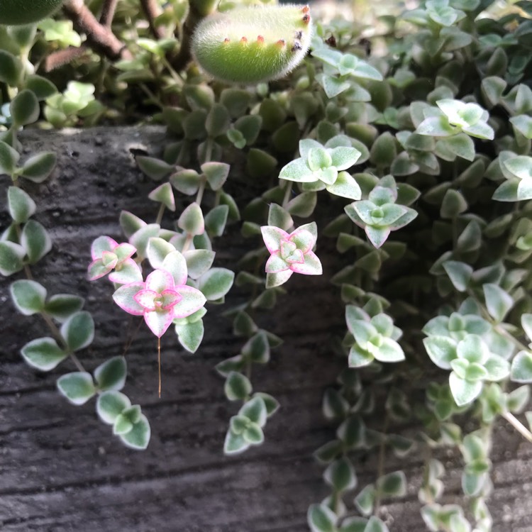 Crassula Pellucida subsp. Marginalis Dwarf Form, Crassula 'Petite ...