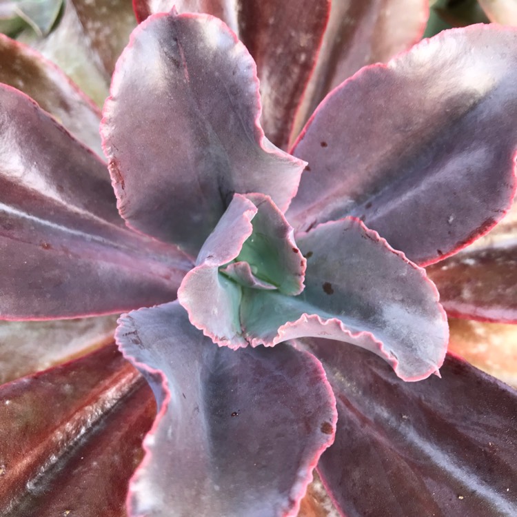 plant image 1025580