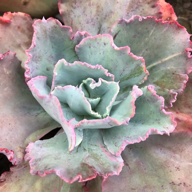 plant image 1025599