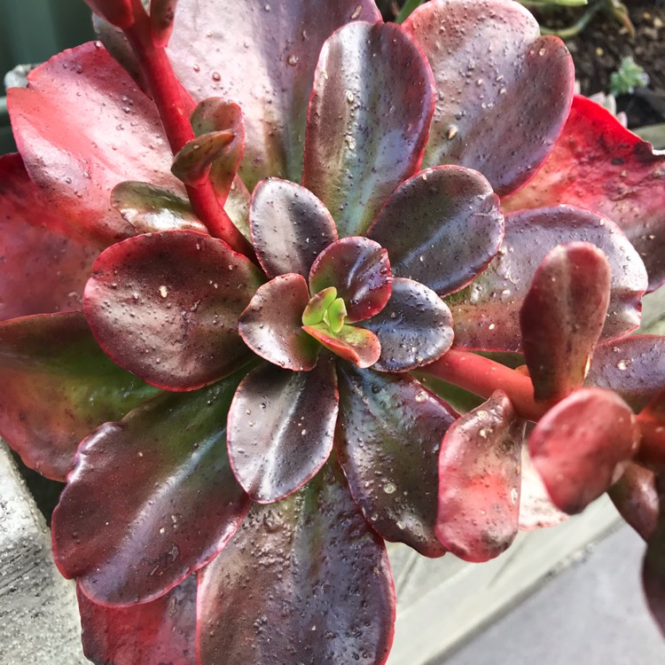 plant image 1074179 plant image 1074179