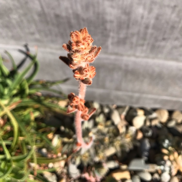 plant image 1102127