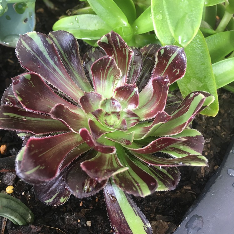 Aeonium Big Bang, Aeonium 'Big Bang' - uploaded by @Ourplantssucc