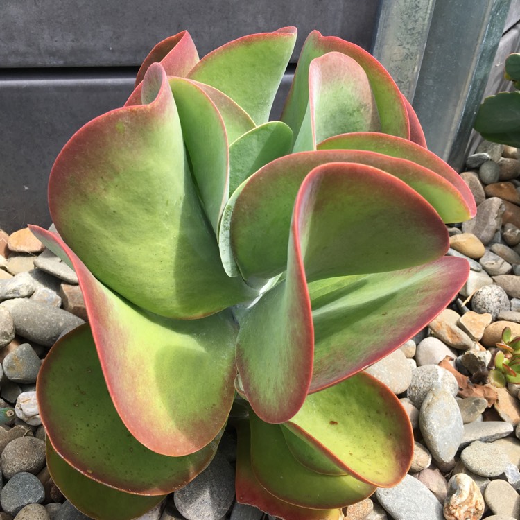 plant image 631275 plant image 631275
