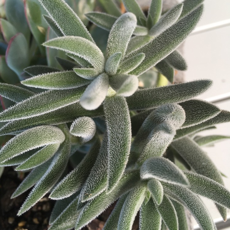 plant image 631712