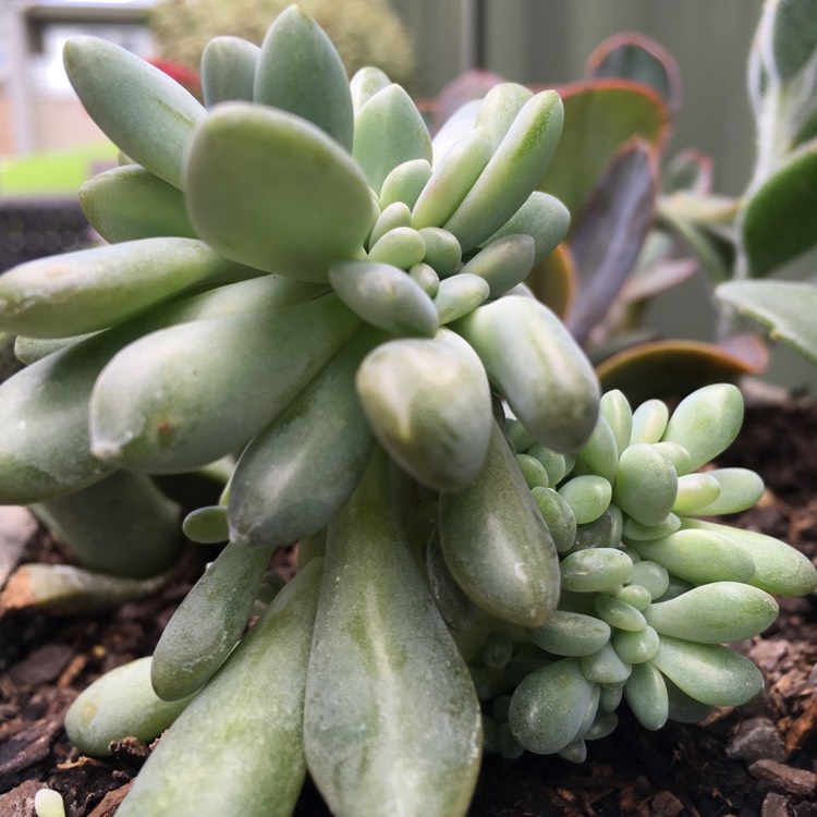 plant image 631764