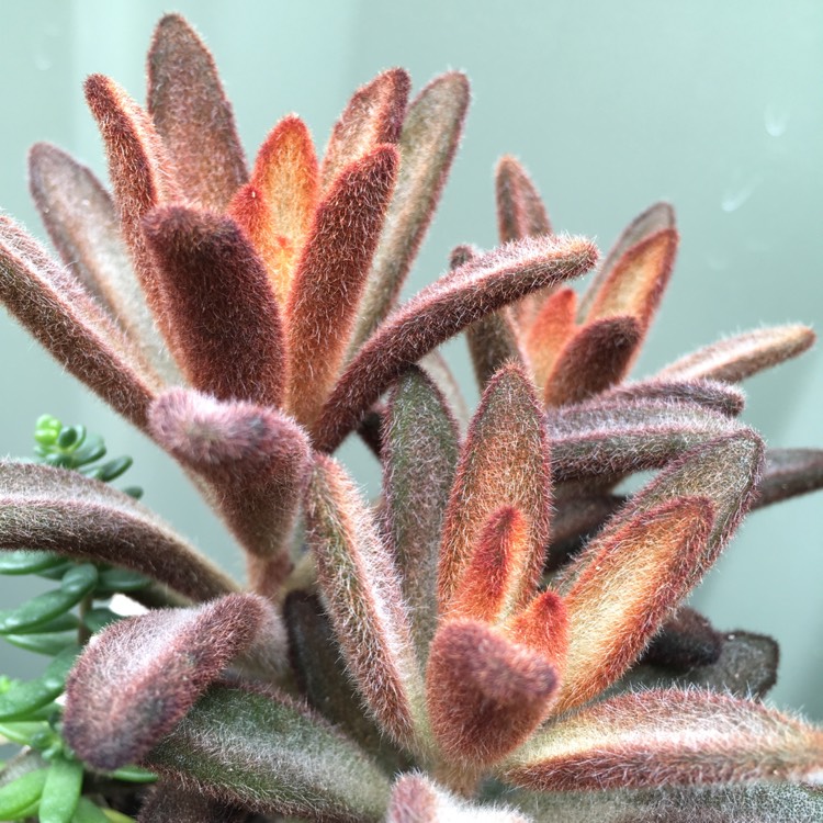 plant image 631782