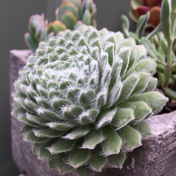 Plant image Sempervivum Hairy Balls