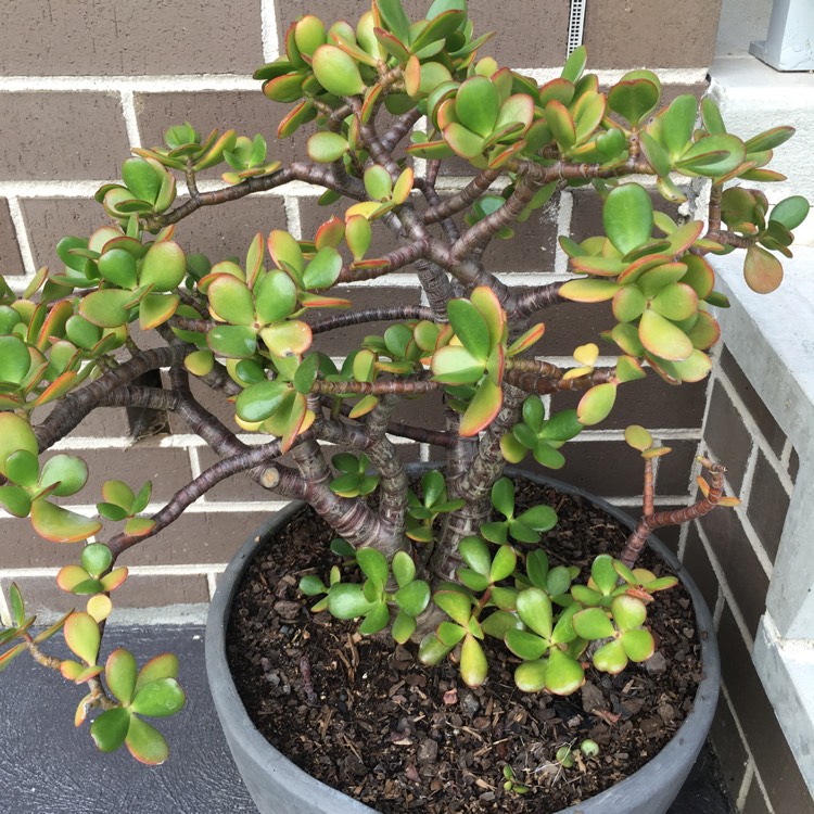 plant image 633064