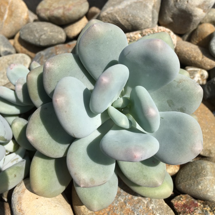 plant image 633087