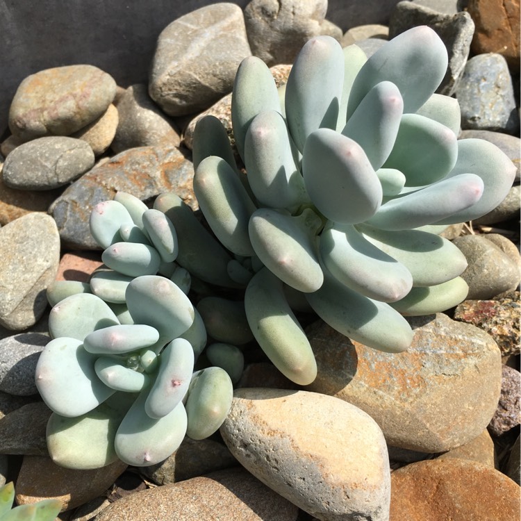 plant image 633088