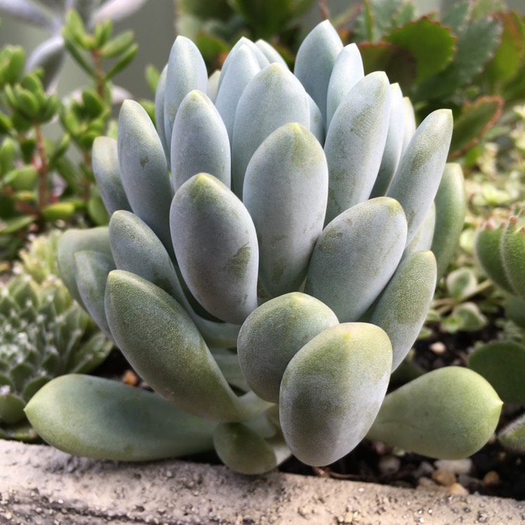 plant image 633207