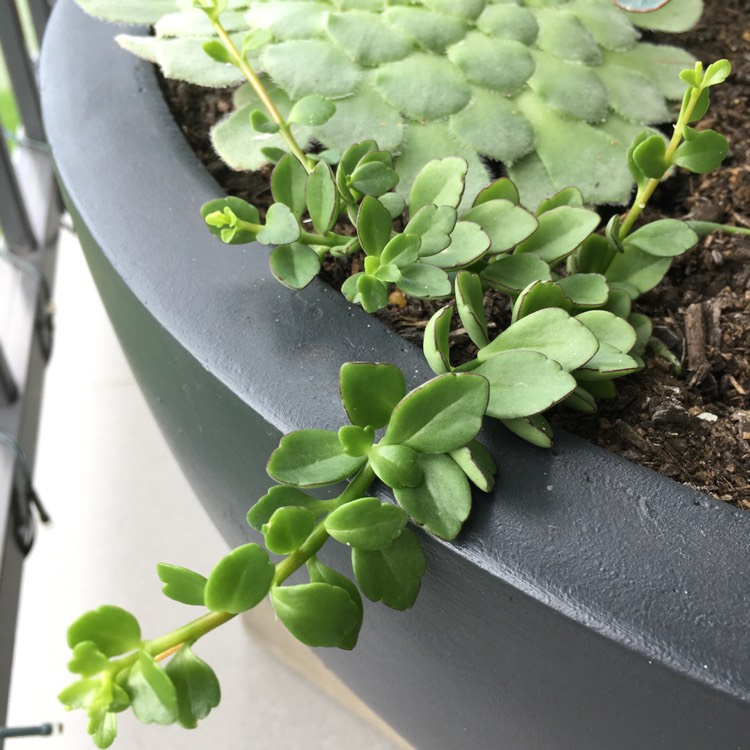 plant image 633255