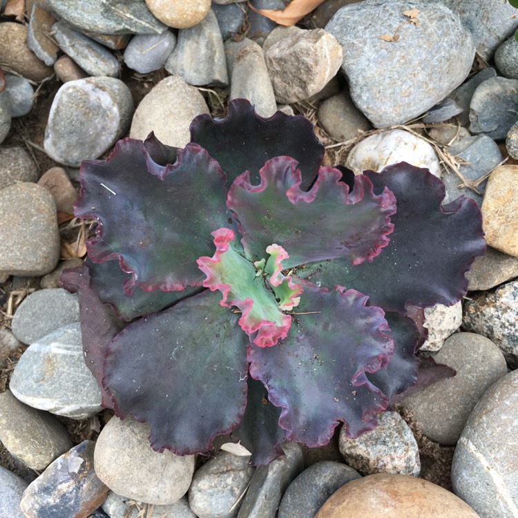 plant image 634527 plant image 634527