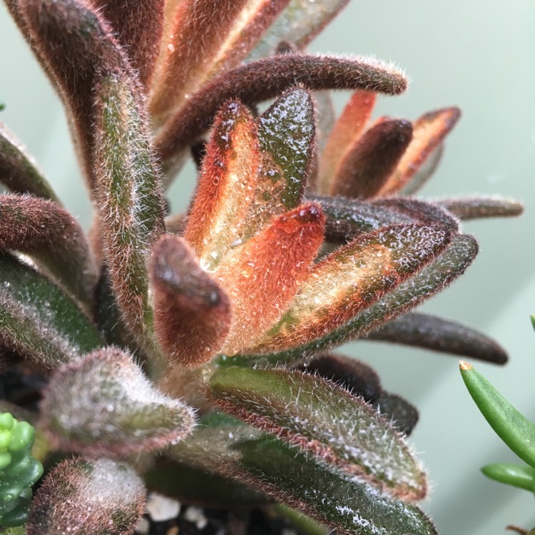 plant image 638467