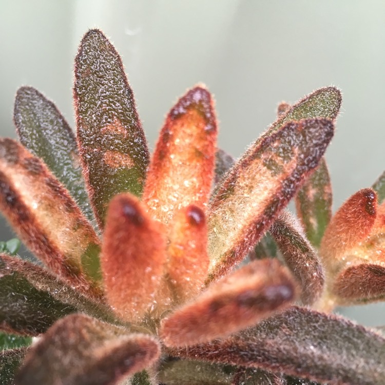 plant image 638468