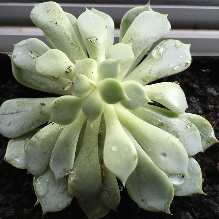 plant image 639186 plant image 639186