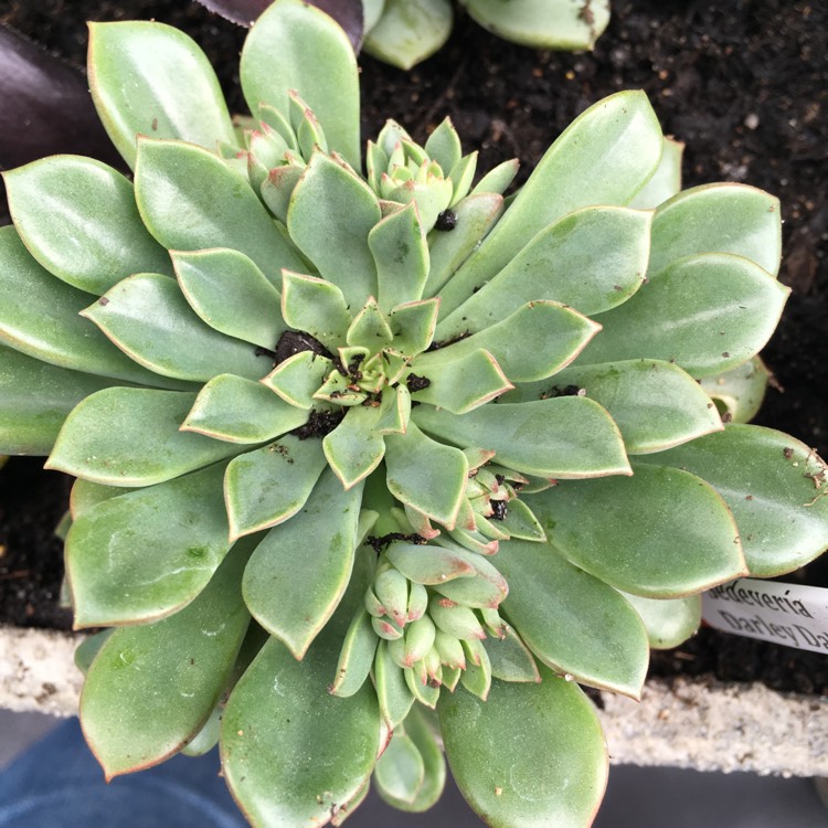 plant image 641217 plant image 641217