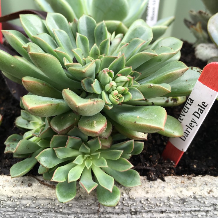 Plant image xSedeveria Darley Dale