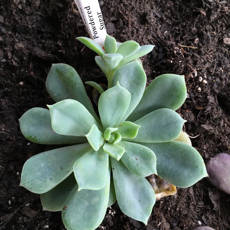 plant image 646465