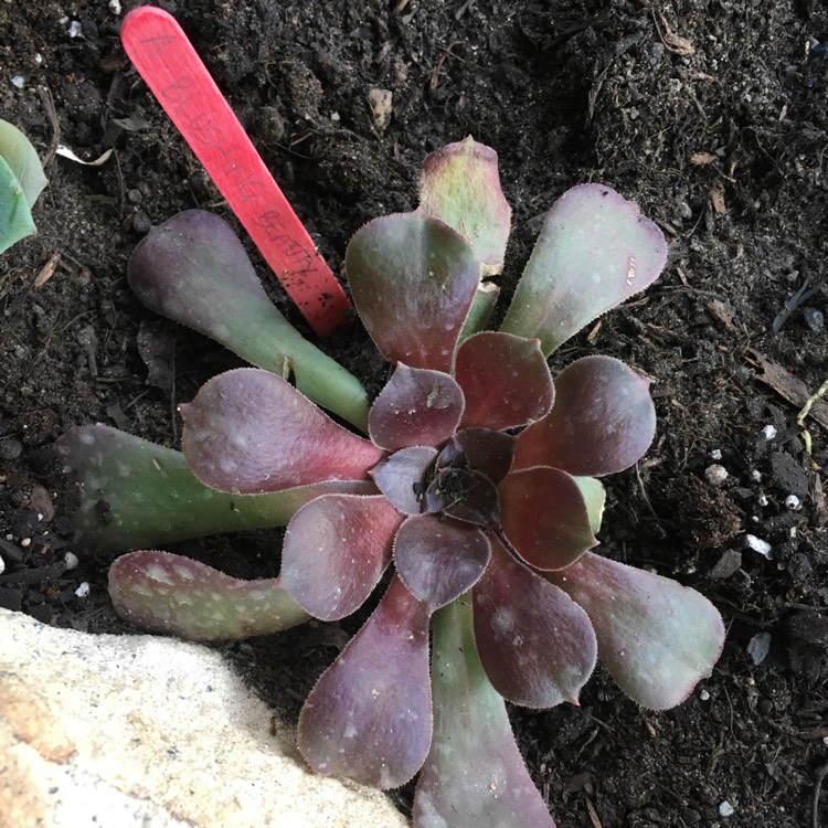 plant image 646468