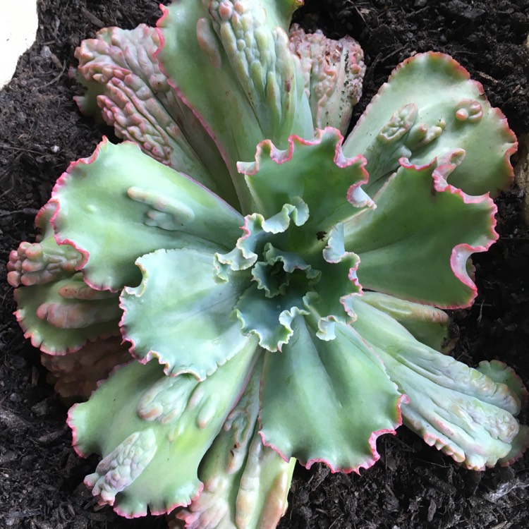 plant image 646470 plant image 646470