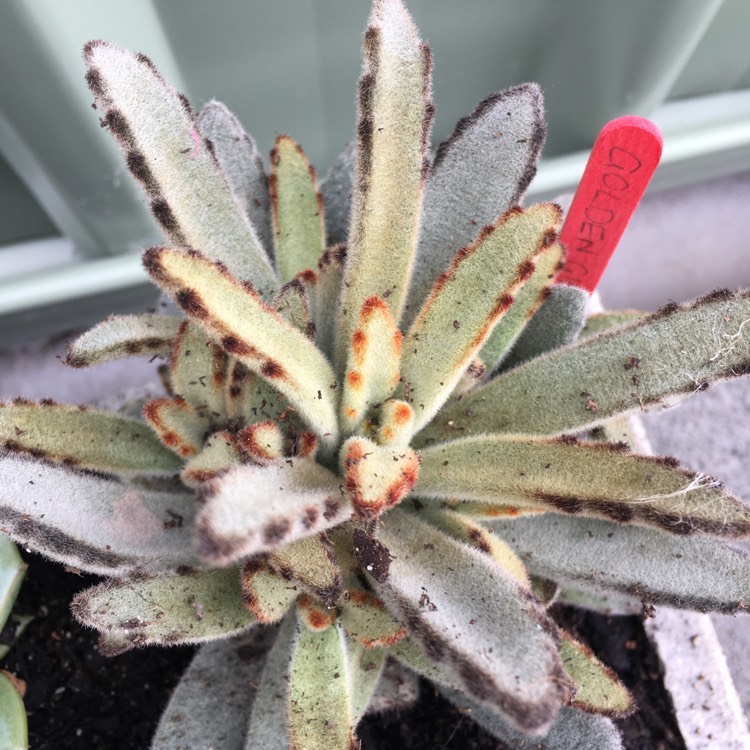 plant image 646554