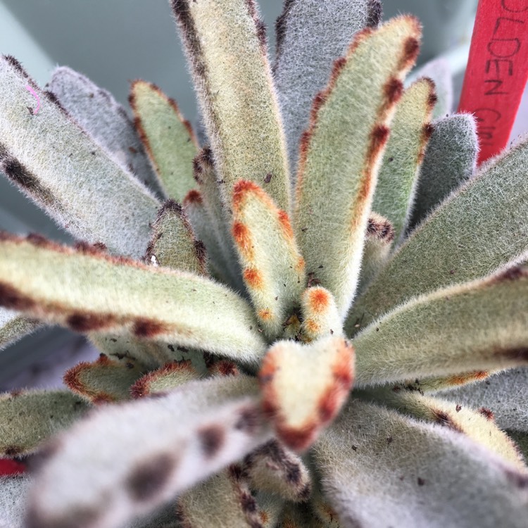 plant image 646555