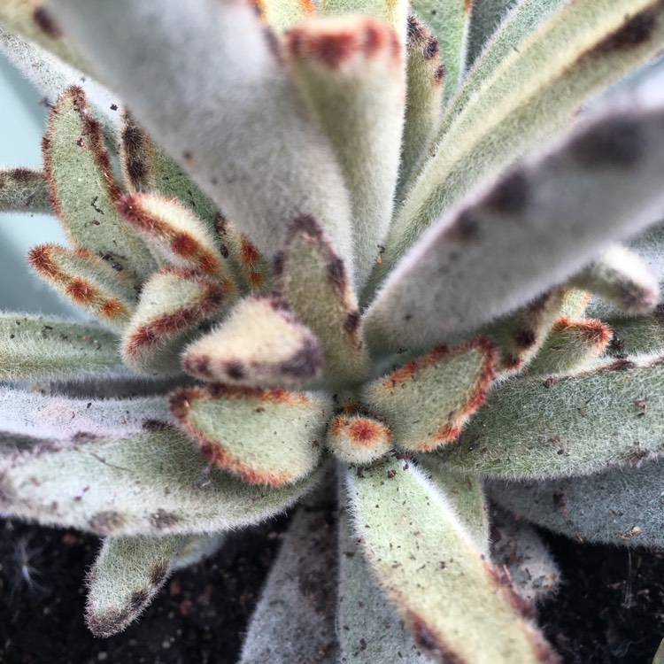 plant image 646557