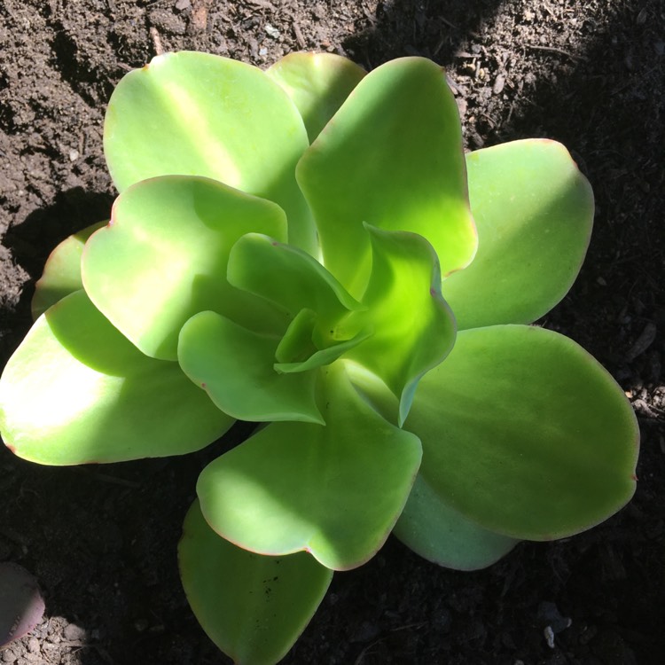 plant image 649106 plant image 649106